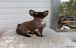 Devon Rex cats for sale: Chocolate Devon Female - Image 6