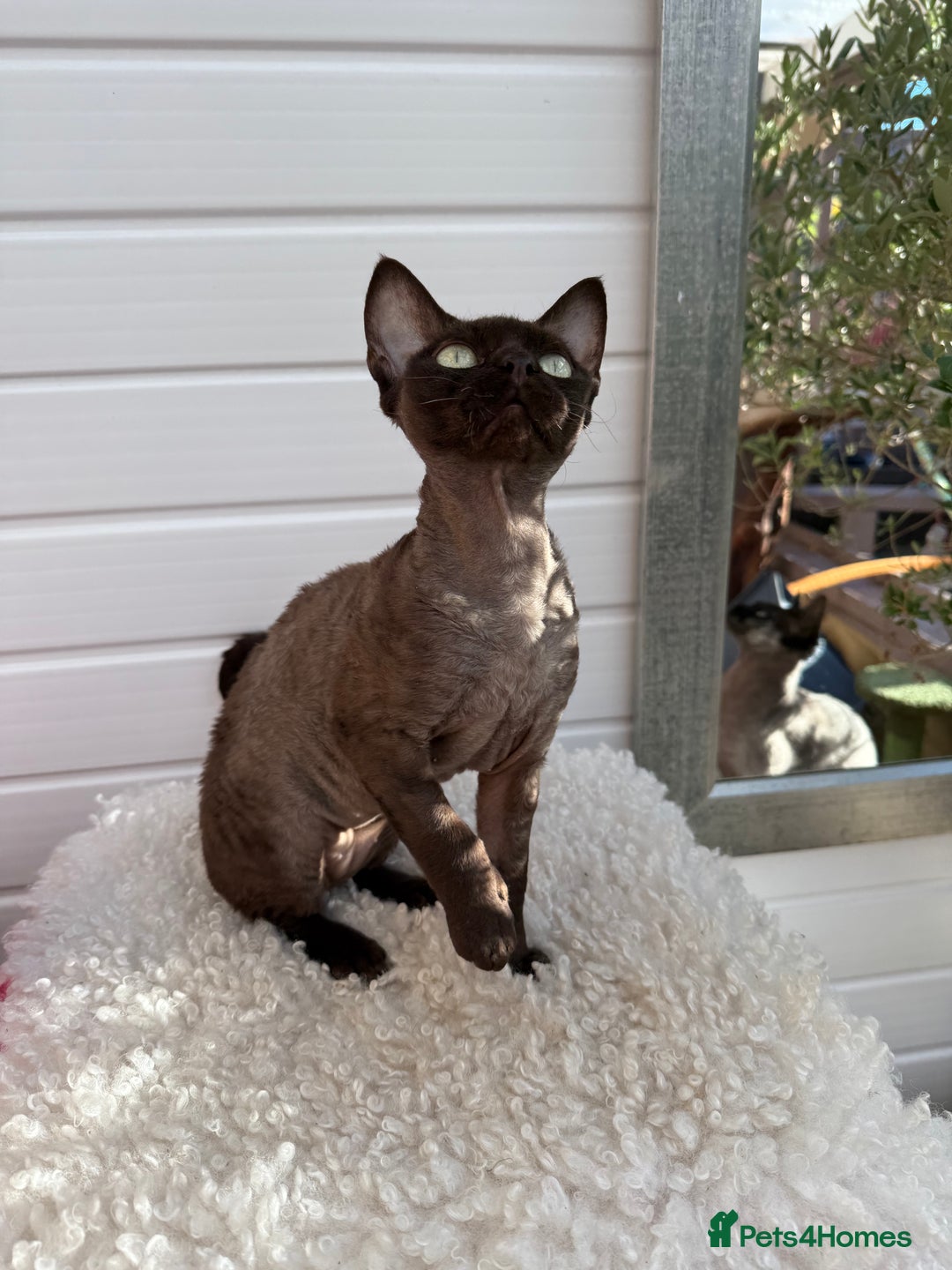 Devon Rex cats for sale: Chocolate Devon Female - Image 6