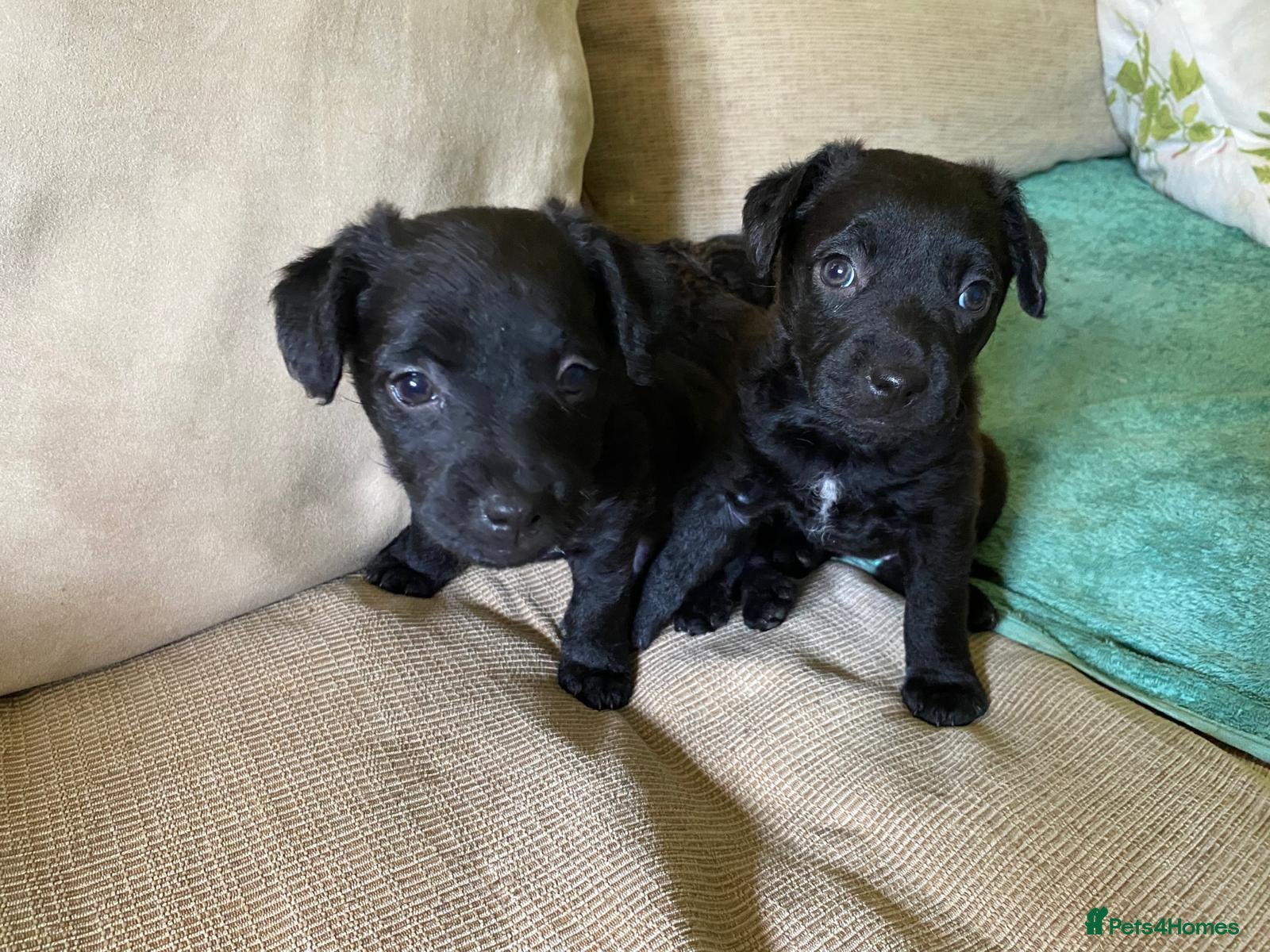 Patterdale Terrier dogs 4 chocolate/black Patterdale puppies - female - Advert 11