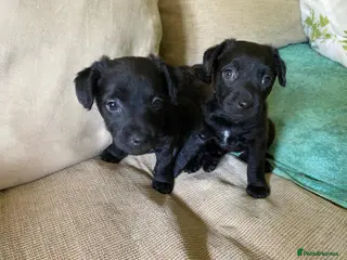 Patterdale Terrier dogs 4 chocolate/black Patterdale puppies - female - Advert 4