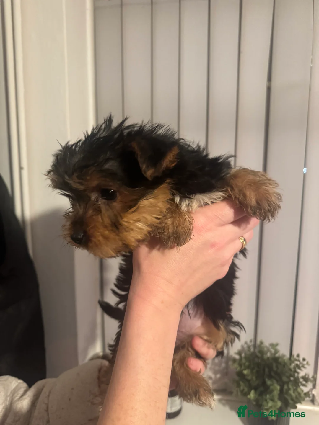 Yorkshire Terrier dogs for sale: 2 stunning tiny Yorkshire Terriers - Advert 4