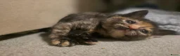 Mixed Breed cats for sale: 3 beautiful babies looking for forever homes - Advert 12