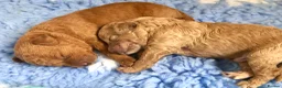 Labradoodle dogs for sale: keiras red fox miniature labradoodles  - Advert 18