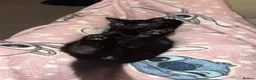 Mixed Breed cats for sale: Kittens  in Lytham Saint Annes - Advert 1