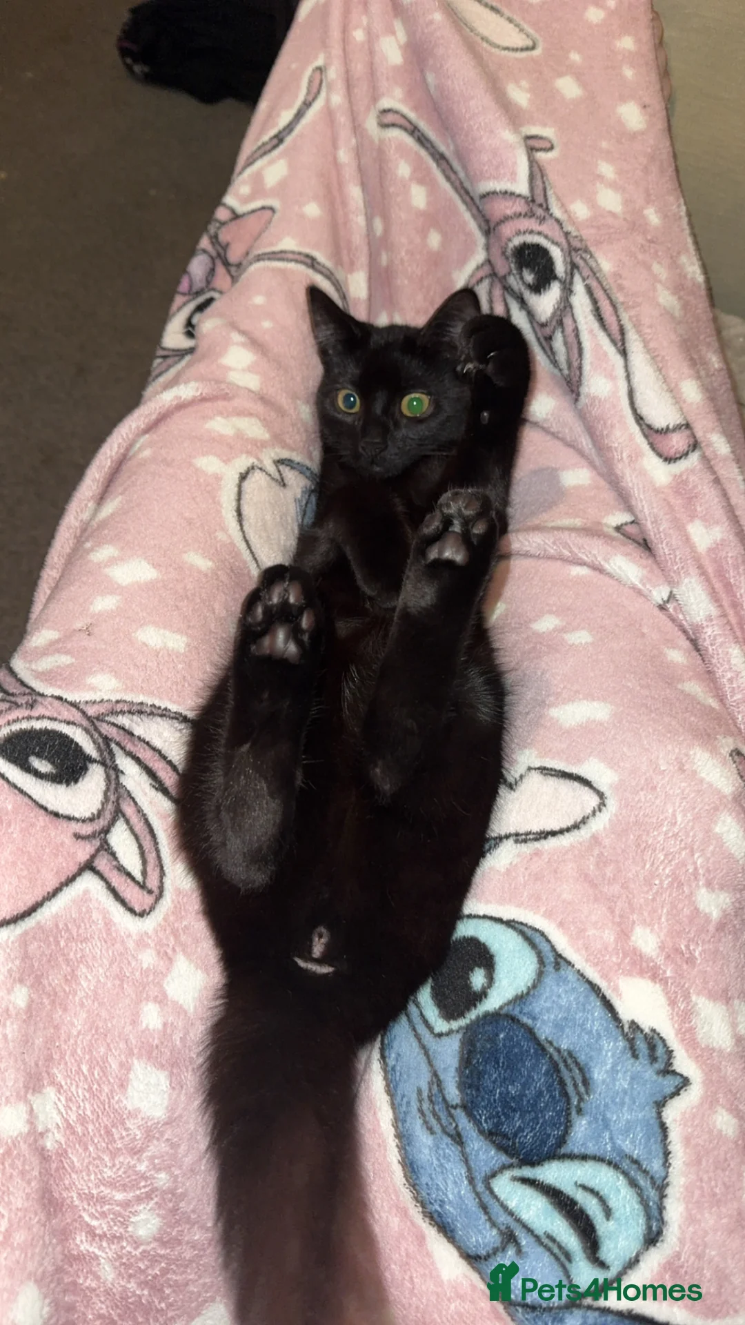 Mixed Breed cats for sale: Kittens  in Lytham Saint Annes - Advert 1