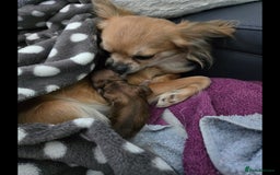 Chihuahua dogs for sale: Chihuahua puppies. - Advert 6