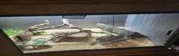 Monitor reptiles for sale: 7 month old ackie monitor and vivarium - Advert 3