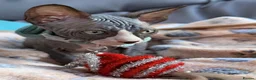 Sphynx cats for sale: Beautiful Sphynx Kittens–1Girl & 1Boy Available - Advert 6