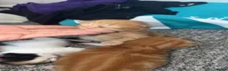Asian cats for sale: 4 beautiful kittens  - Advert 3