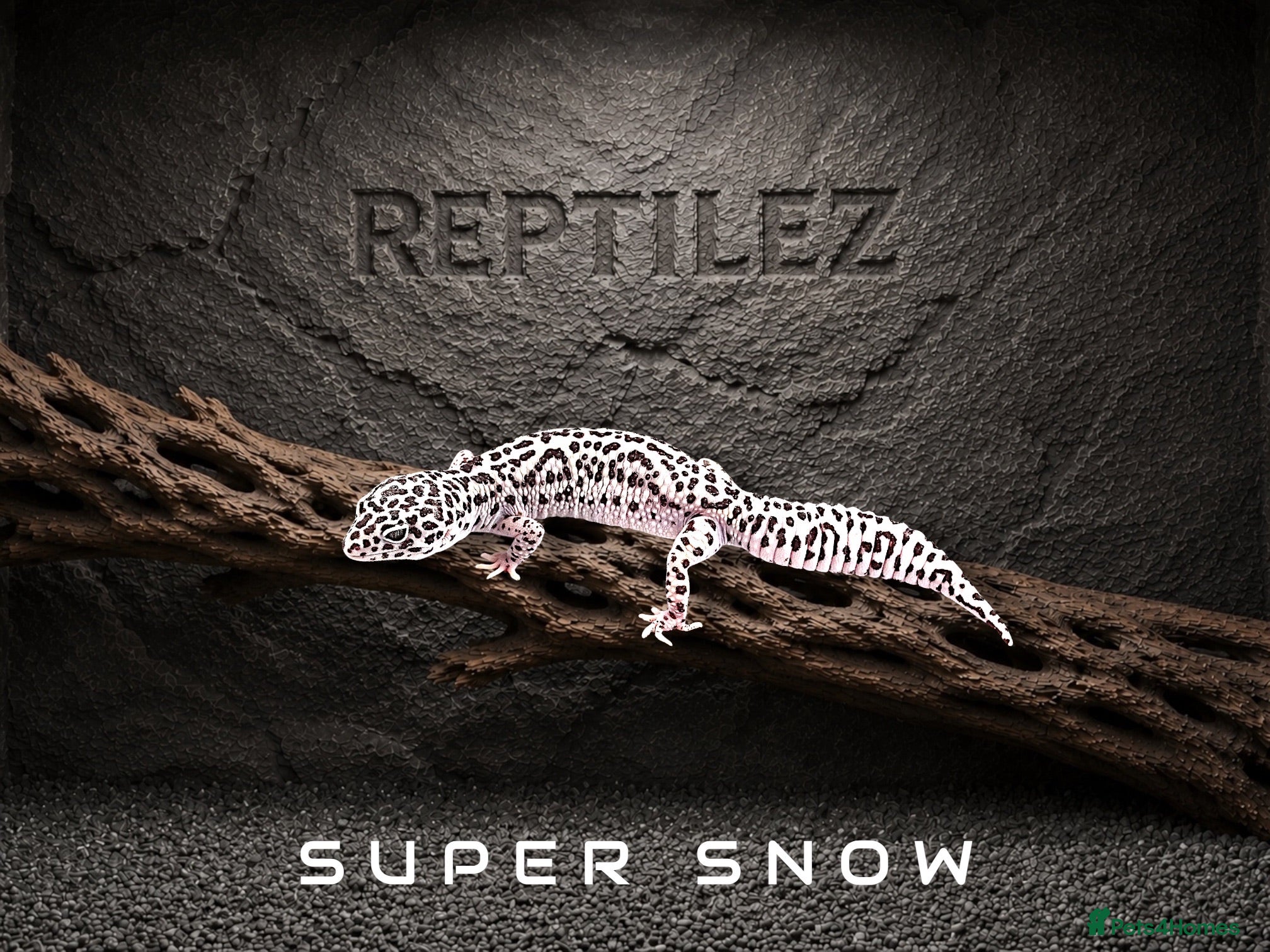 Leopard Gecko reptiles LEOPARD GECKOS - Advert 2