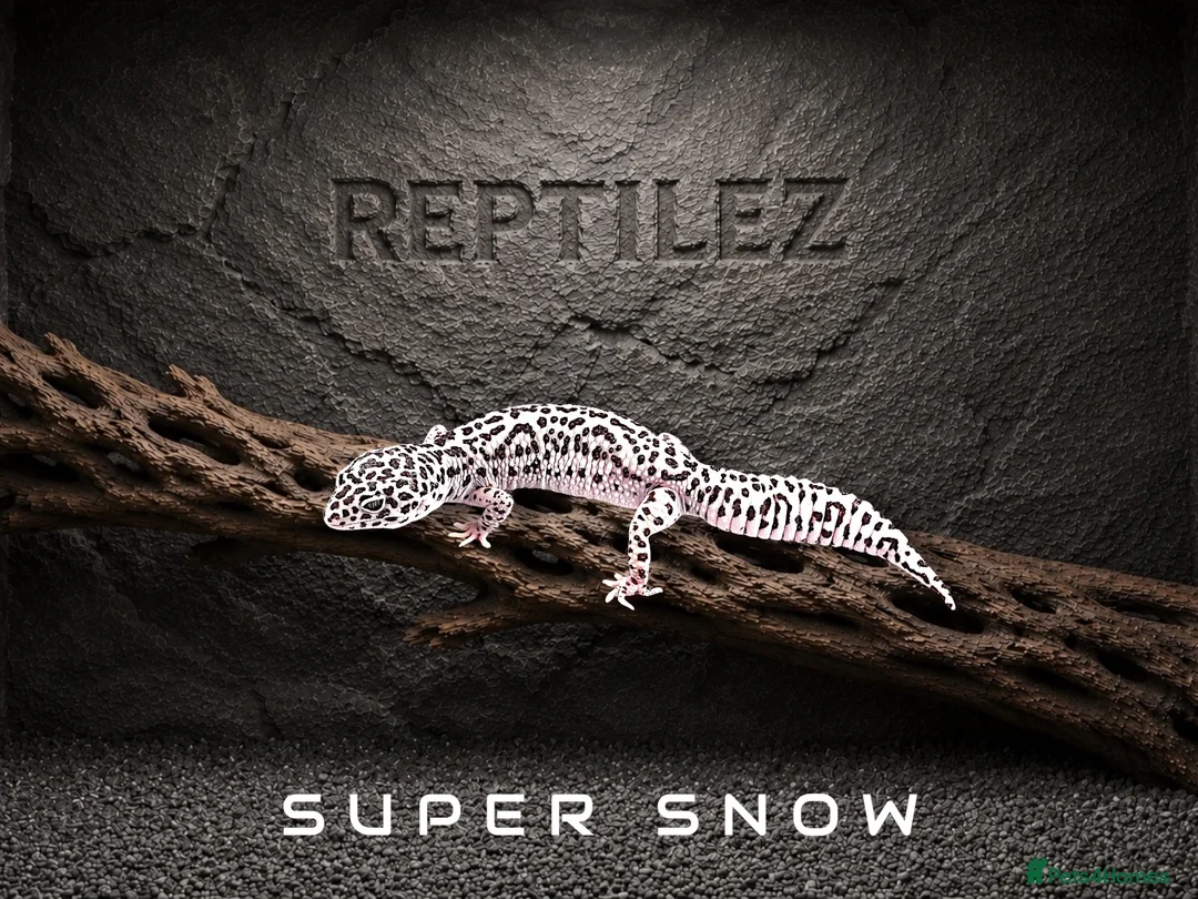 Leopard Gecko reptiles for sale: LEOPARD GECKOS - Advert 2