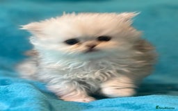 Persian cats for sale: Three Persian Chinchilla Kittens GCCF registered  - Image 6