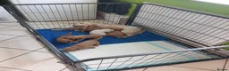 Cocker Spaniel dogs for sale: Cocker spaneil puppies  in Nottingham - Advert 12