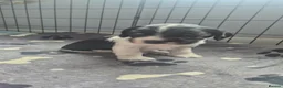 Sprocker dogs for sale: 3x boys Sprocker Pups in Girvan - Advert 5
