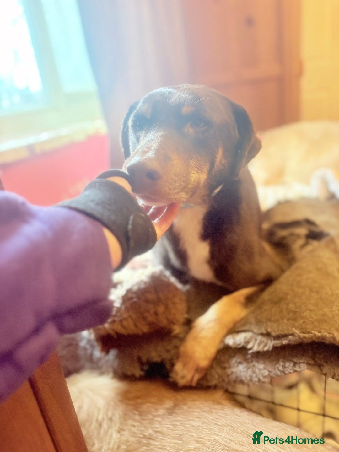 Mixed Breed dogs for adoption: Dobby - Norwich Norfolk  - Advert 11