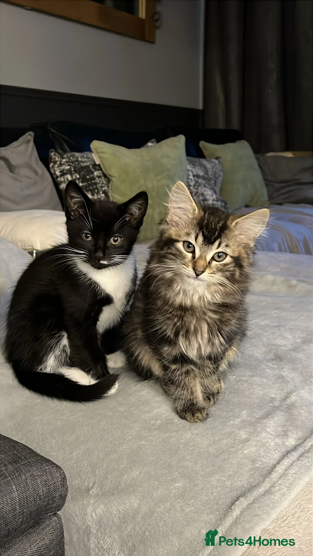 Mixed Breed cats for sale: Kittens 11 weeks old x3 - Advert 1