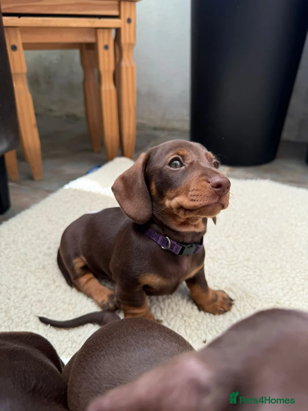 Miniature Dachshund dogs for sale: Miniature daschund  - Advert 2