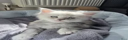 Maine Coon cats for sale: Maine Coon Kittens Looking for Homes!   - Advert 33