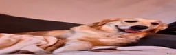 Golden Retriever dogs for sale: 5 GOLDEN RETRIEVERS READY NOW 🐾 - Advert 23
