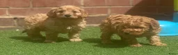 Cavapoo dogs for sale: One Male ready to leave now   - Advert 5