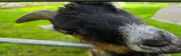 Goats livestock for sale: Three castrated male Pygmy goats in Penrith - Advert 9