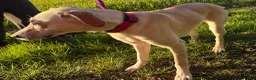 Mixed Breed dogs for adoption: Talia - Hempnall Norfolk  in Norwich - Advert 7