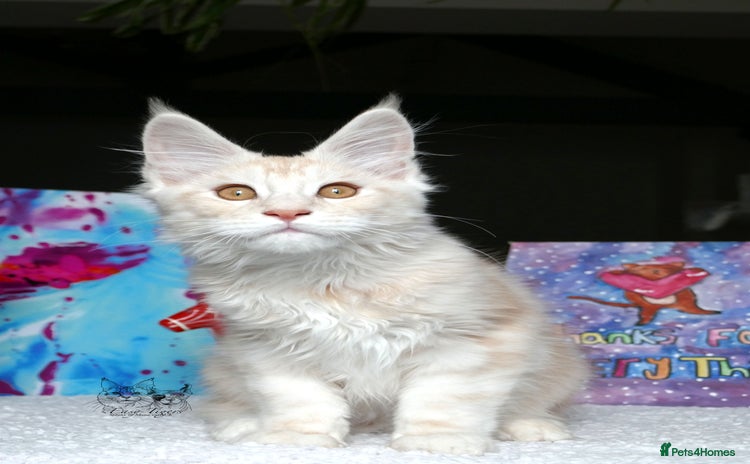 Maine Coon cats - Advert 11