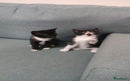 Mixed Breed cats for sale: Adorable kittens  - Image 11