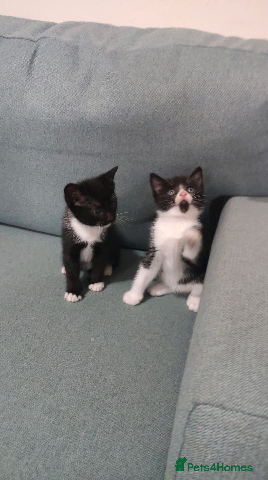 Mixed Breed cats for sale: Adorable kittens  - Image 11