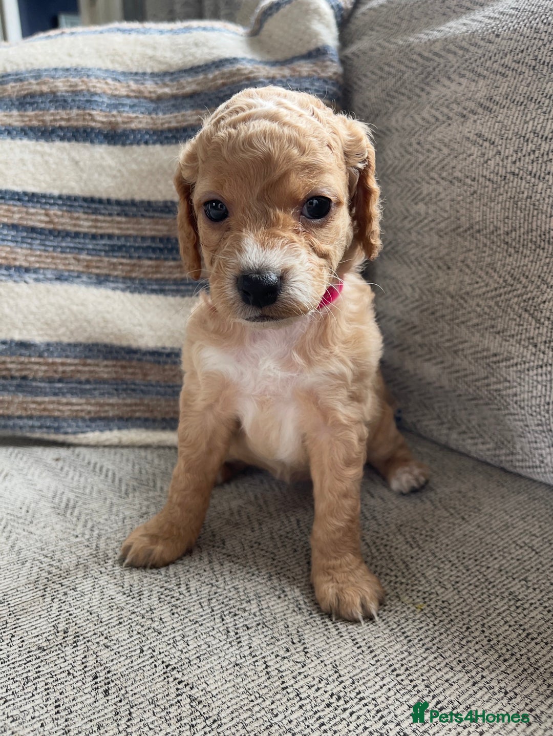 Cockapoo dogs for sale: F2 cockapoos for sale - Image 4