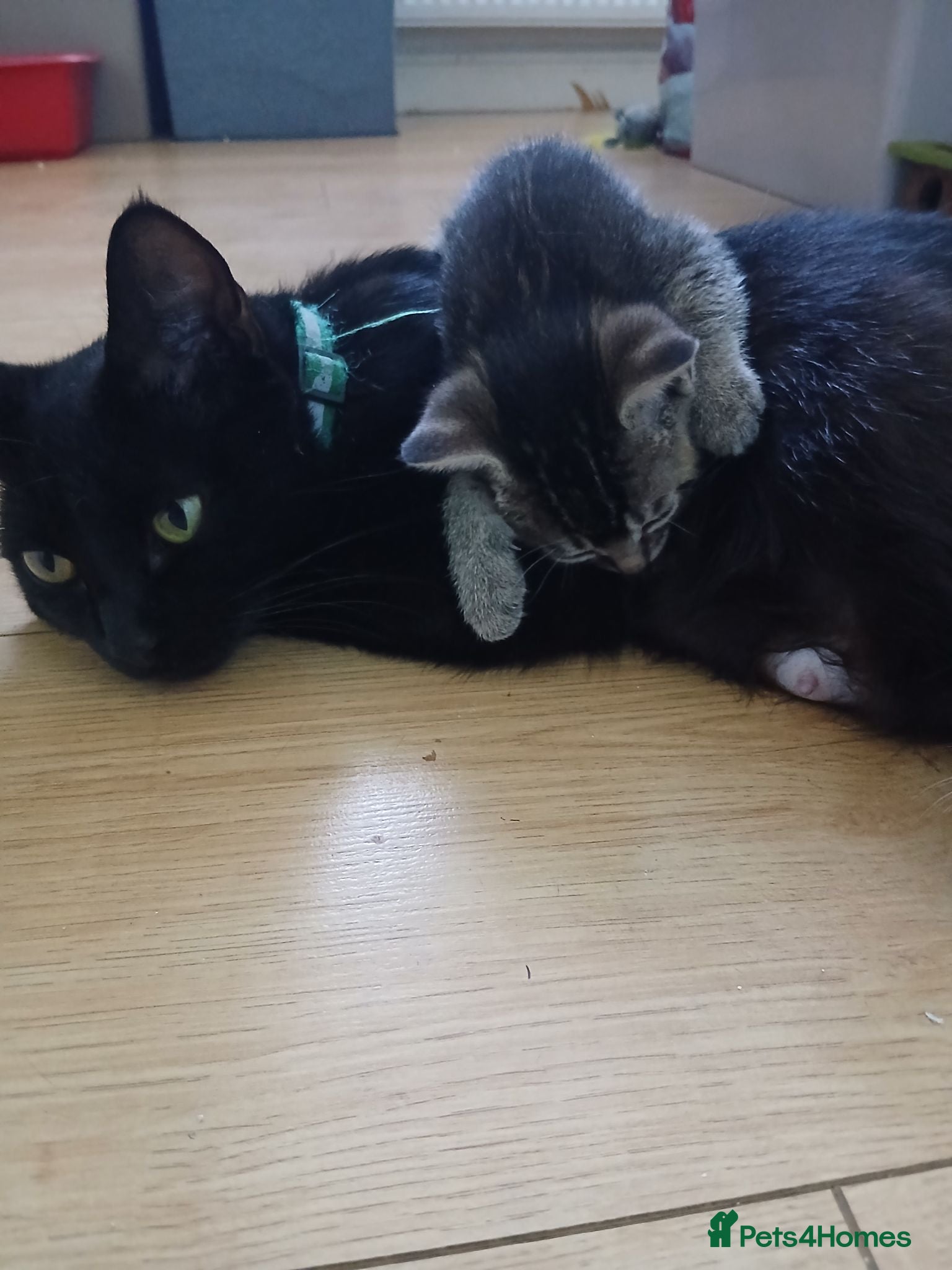 British Shorthair cats for sale: 1 boys,6girls - Advert 1