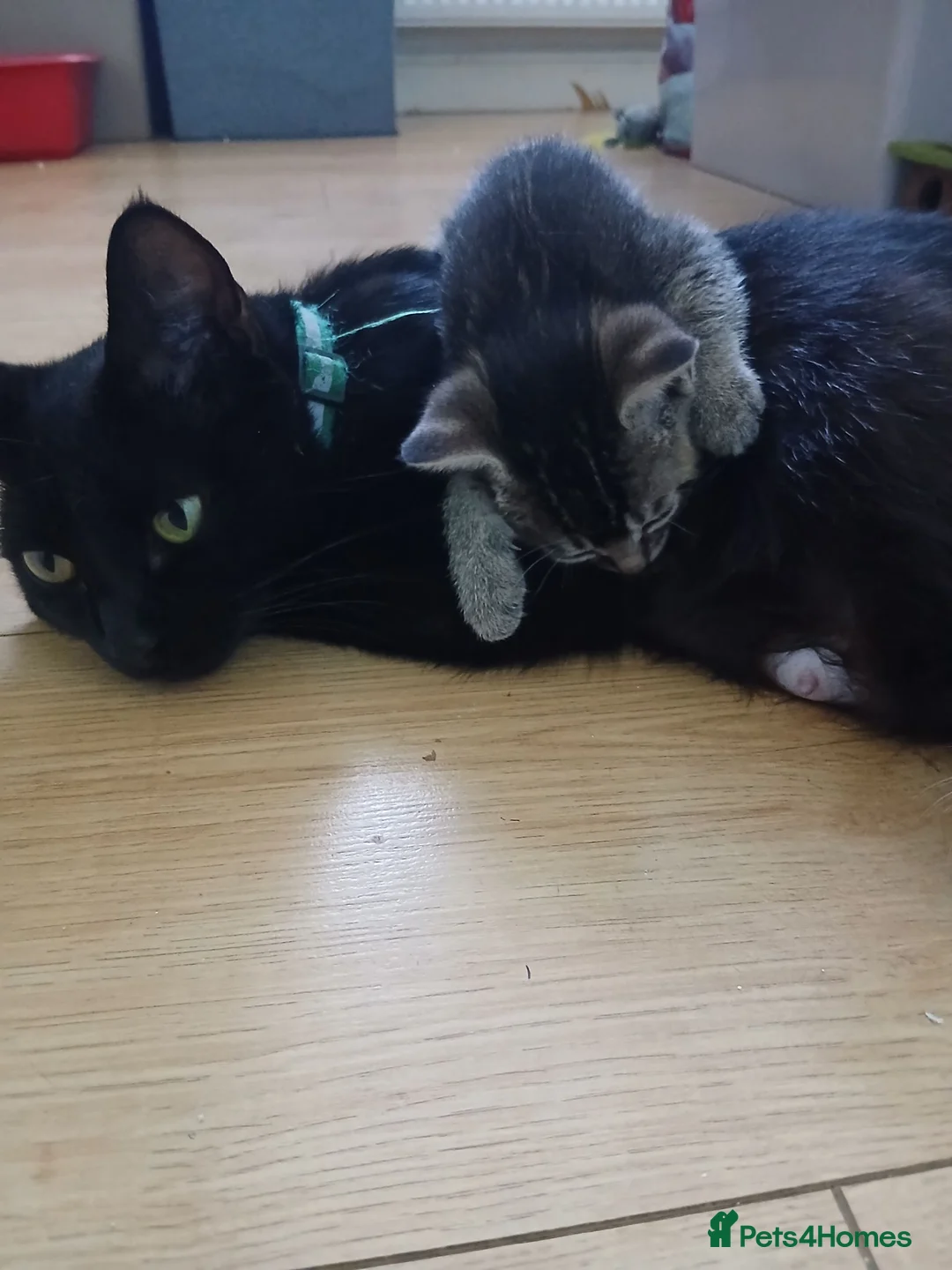 British Shorthair cats for sale: 1 boys,6girls - Advert 1