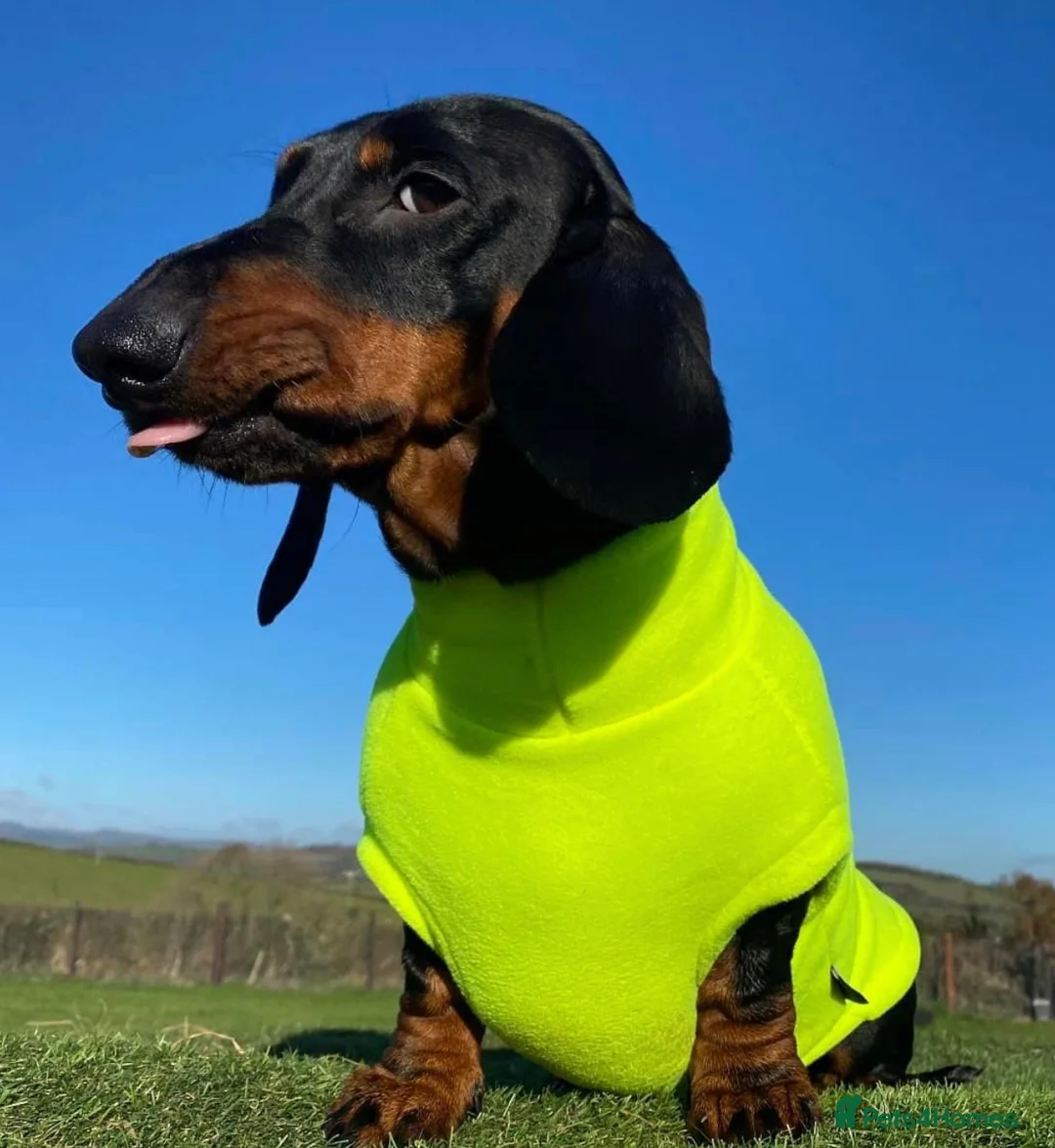 Dachshund dogs for stud: Kc registered standard smooth  in Newton Abbot - Advert 6