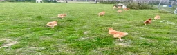 Chickens poultry for sale: Brown Hens For Sale - Advert 3