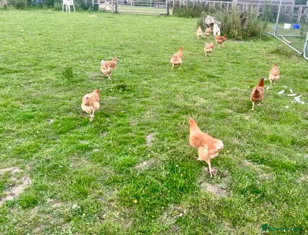 Chickens poultry for sale: Brown Hens For Sale - Advert 3