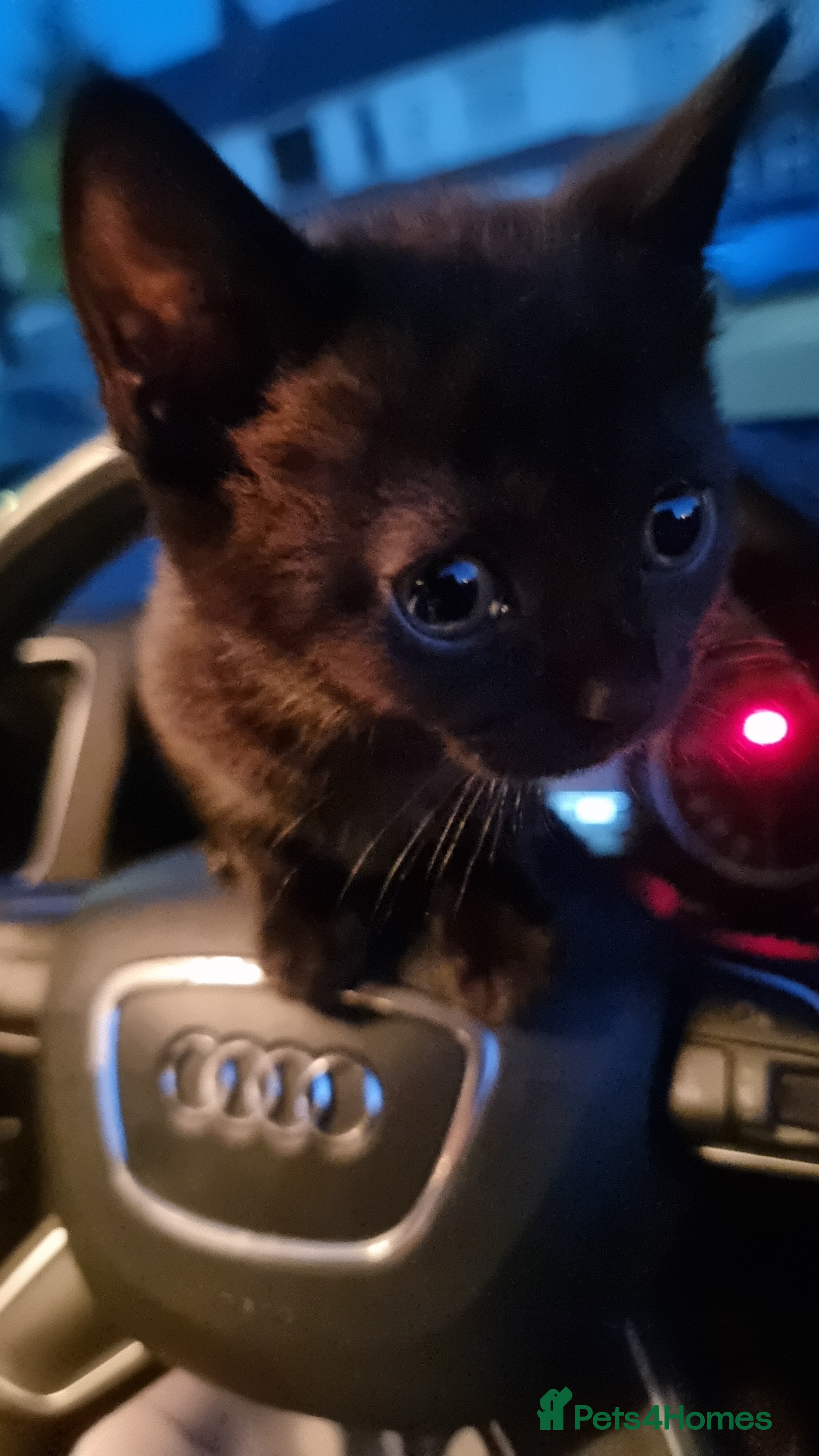 British Shorthair cats Black male and female kitten  - Advert 1