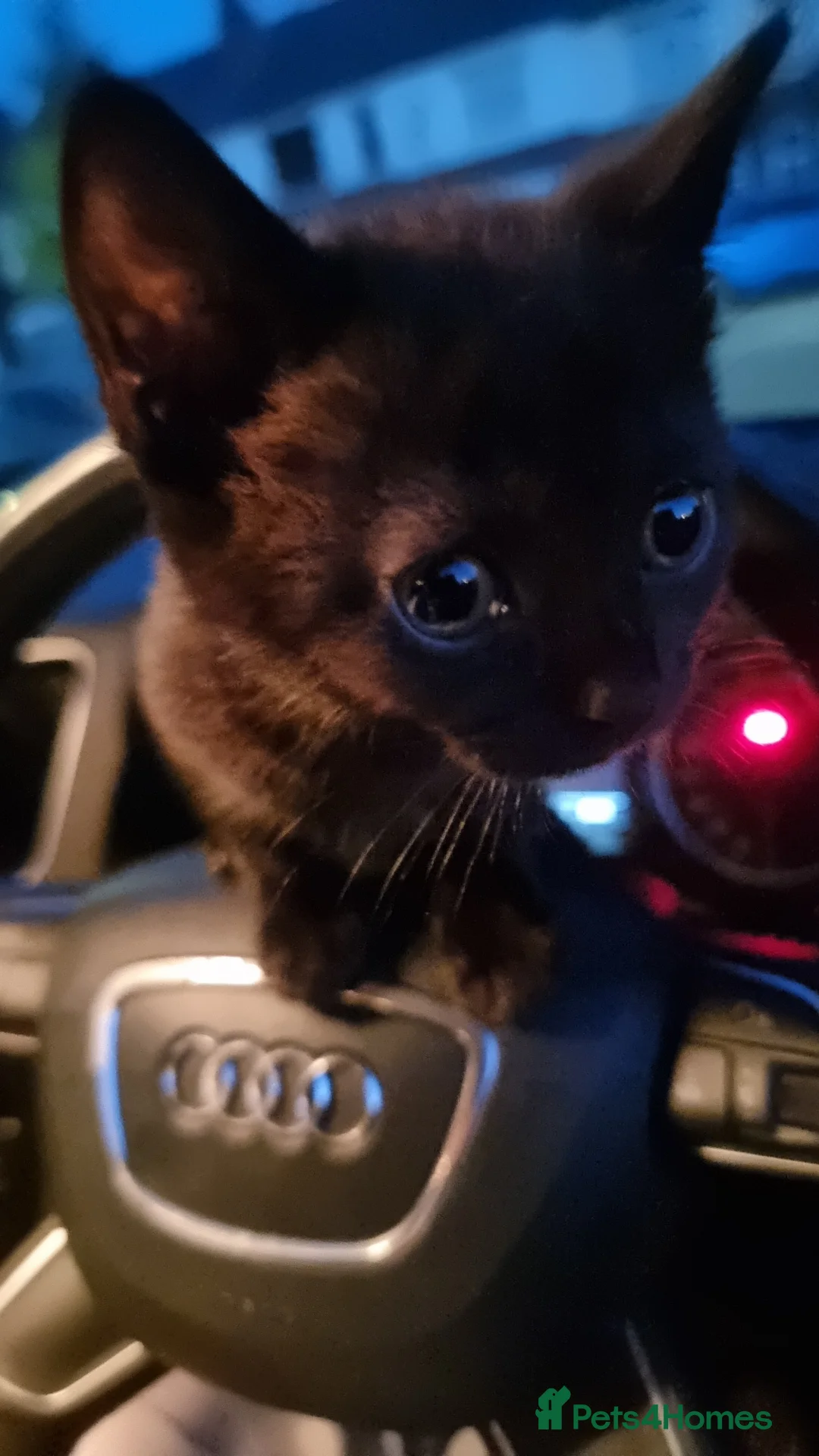 British Shorthair cats for sale: Black male and female kitten  - Advert 1