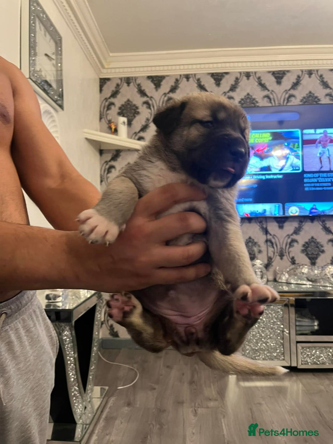 Turkish Kangal dogs for sale: Turkish kangal - Advert 9