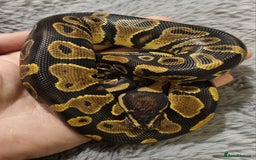 Python Snake reptiles for sale: Male yellow belly het pied - Image 1