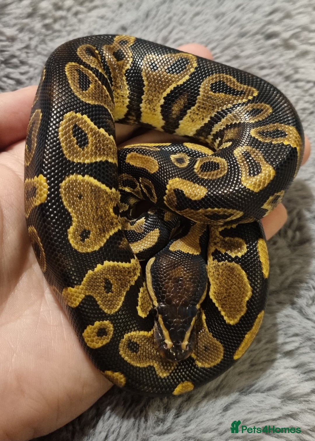 Python Snake reptiles for sale: Male yellow belly het pied - Image 1