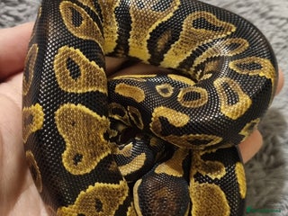 Python Snake reptiles - Advert 1