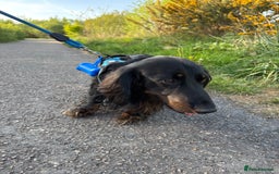 Miniature Dachshund dogs for sale: Long-haired Miniature dachshund puppy - Advert 10