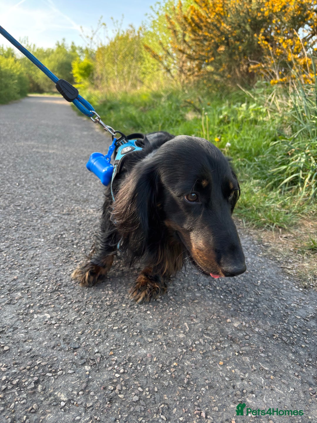 Miniature Dachshund dogs for sale: Long-haired Miniature dachshund puppy - Advert 10