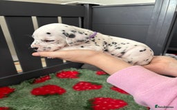 Dalmatian dogs for sale: 8 Gorgeous Dalmatian Puppies - Image 22