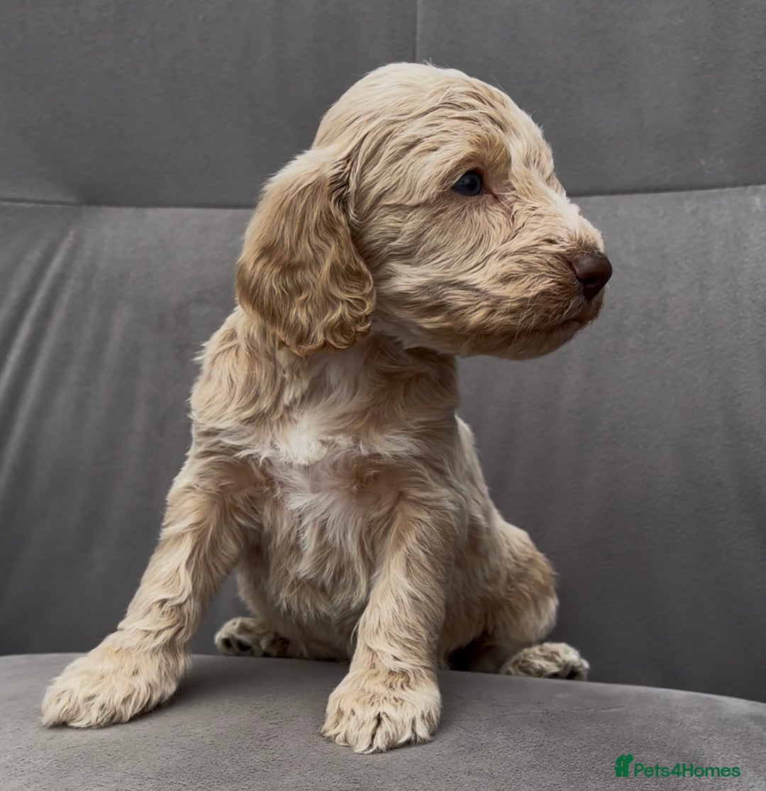 Cockapoo dogs for sale: stunning cockapoo puppies  - Image 6