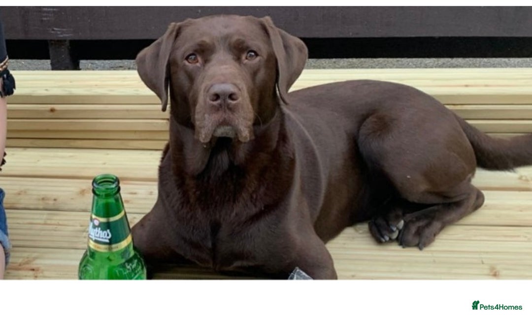 Labrador Retriever dogs for sale: Beautiful kc working type chocolate lab pups  - Image 11