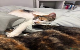 British Longhair cats for sale: Lulu female 2 years old  - Image 3