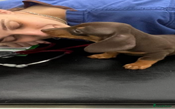 Miniature Dachshund dogs for sale: Miniature Daschund KC. PRA-OI-CRD-PRA-NCL - Image 33