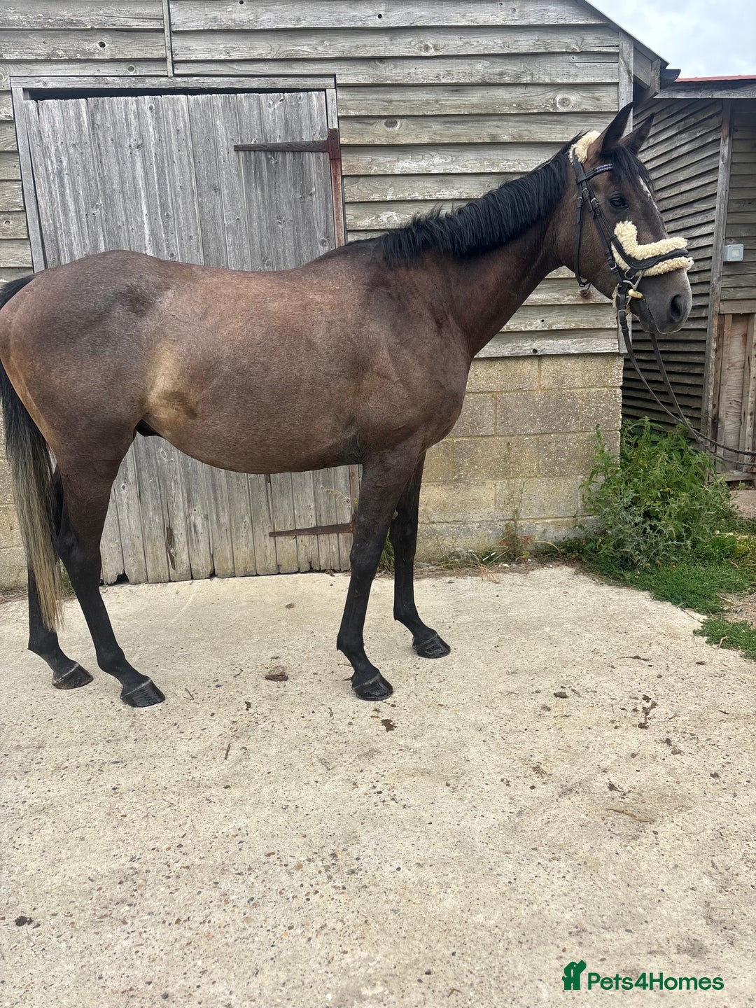 Irish Thoroughbred horses for sale: X3 super types with amazing temperaments  - Image 12