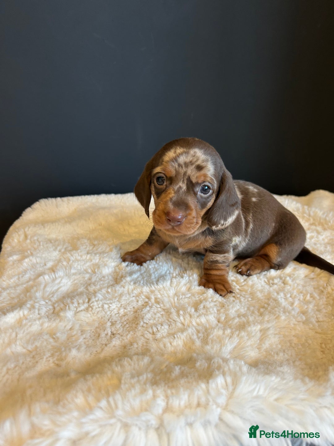Miniature Dachshund dogs for sale: Smooth Hair Boys -5 star Breeder ⭐️⭐️⭐️⭐️⭐️ - Advert 9